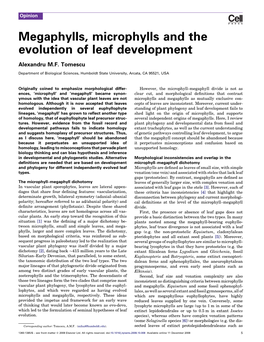 Megaphylls, Microphylls and the Evolution of Leaf Development