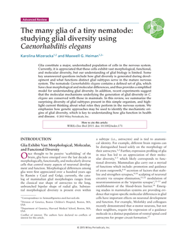 The Many Glia of a Tiny Nematode: Studying Glial Diversity Using Caenorhabditis Elegans