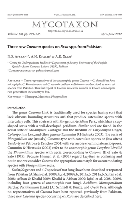 Three New <I>Caeoma</I> Species on <I>Rosa</I> Spp. from Pakistan