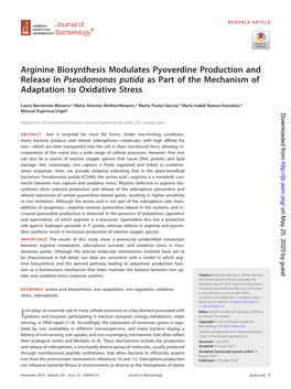 Arginine Biosynthesis Modulates Pyoverdine Production and Release in Pseudomonas Putida As Part of the Mechanism of Adaptation to Oxidative Stress