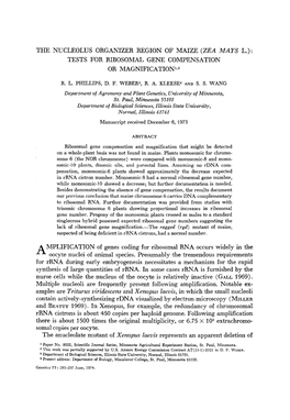 THE NUCLEOLUS ORGANIZER REGION of MAIZE (ZEA MAYS L.): TESTS for RIBOSOMAL GENE COMPENSATION OR MAGNIFICATION1~Z