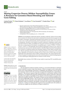 Mining Grapevine Downy Mildew Susceptibility Genes: a Resource for Genomics-Based Breeding and Tailored Gene Editing