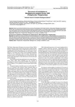 Occurrence of Cannibalism in Mastigoproctus Pelegrini Armas, 2000 (Thelyphonida: Thelyphonidae)