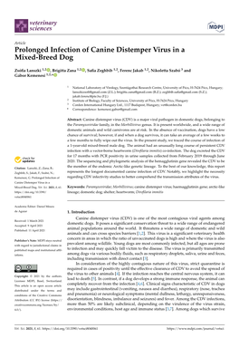 Prolonged Infection of Canine Distemper Virus in a Mixed-Breed Dog