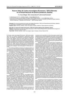 Nuevos Datos De Lestes Macrostigma (Eversmann, 1832) (Odonata) En El Parque Nacional De Doñana (Andalucía, España)