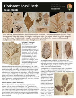 Fossil Plants