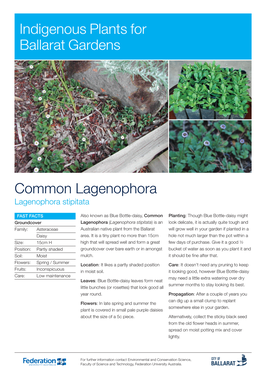 Common Lagenophora Indigenous Plants for Ballarat Gardens