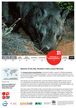 Species of the Day: Northern Hairy-Nosed Wombat