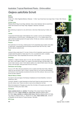 Geijera Salicifolia Schott Family: Rutaceae Schott, H.W