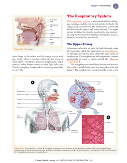 The Respiratory System Pharyngeal Tonsil the Respiratory System Is Associated with Breathing