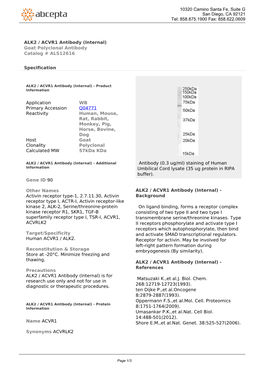 ALK2 / ACVR1 Antibody (Internal) Goat Polyclonal Antibody Catalog # ALS12616