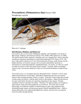 Procambarus (Ortmannicus) Hayi (Faxon) 1884 Straightedge Crayfish