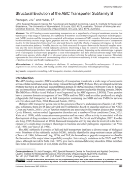 Structural Evolution of the ABC Transporter Subfamily B