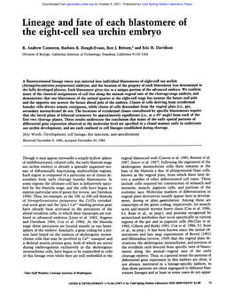 Lineage and Fate of Each Blastomere of the Eight-Cell Sea Urchin Embryo