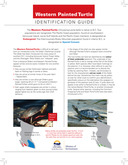 Western Painted Turtle IDENTIFICATION GUIDE