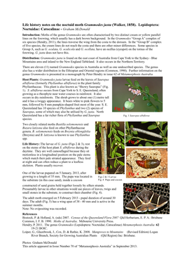 Life History Notes on the Noctuid Moth Grammodes Justa (Walker, 1858)