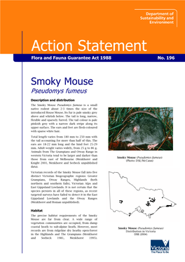 Smoky Mouse Pseudomys Fumeus