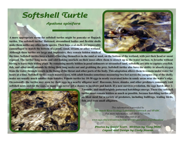 Softshell Turtles Might Be Pancake Or Flapjack Turtles