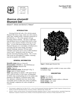 Quercus Shumardii Shumard Oak1 Edward F