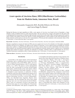 A New Species of Ancistrus Kner, 1854 (Siluriformes: Loricariidae) from Rio Madeira Basin, Amazonas State, Brazil