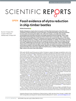 Fossil Evidence of Elytra Reduction in Ship-Timber Beetles Shûhei Yamamoto