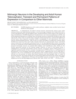 Nitrinergic Neurons in the Developing and Adult Human Telencephalon: Transient and Permanent Patterns of Expression in Comparison to Other Mammals