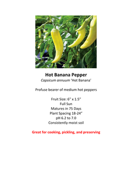 Hot Banana Pepper Capsicum Annuum ‘Hot Banana’