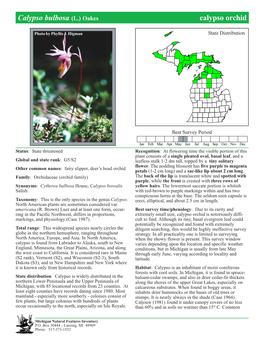 Calypso Bulbosa (L.) Oakes Calypso Orchid