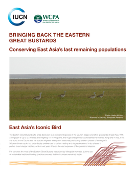 Bringing Back the Eastern Great Bustards