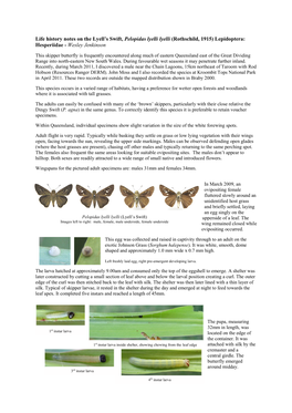 Life History Notes on the Lyell's Swift, Pelopidas Lyelli Lyelli