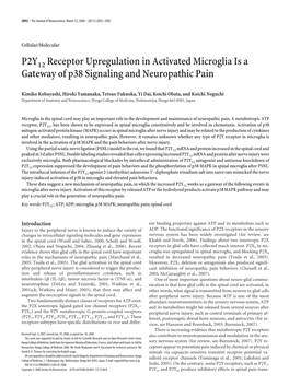 P2Y12 Receptor Upregulation in Activated Microglia Is a Gateway of P38 Signaling and Neuropathic Pain