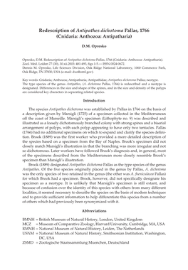 Redescription of Antipathes Dichotoma Pallas, 1766 (Cnidaria: Anthozoa: Antipatharia)