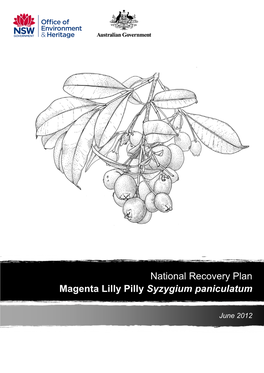 National Recovery Plan Magenta Lilly Pilly Syzygium Paniculatum