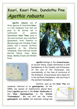 Agathis Robusta