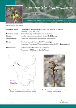 Corunastylis Brachystachya (Shortspike Midge-Orchid) Corunastylis Brachystachya