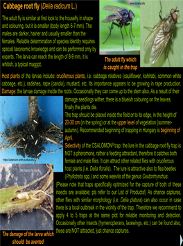 Cabbage Root Fly (Delia Radicum