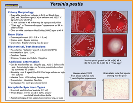 Yersinia Pestis 6/06