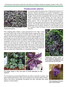 Tradescantia Zebrina Commonly Called Wandering Jew, Tradescantia Zebrina (=T