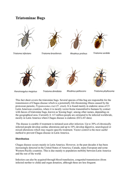 Triatominae Bugs