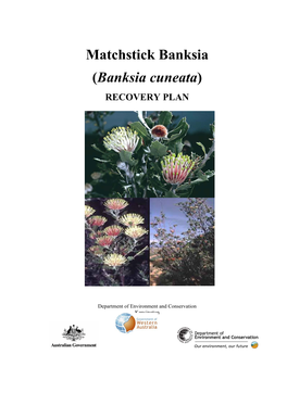Banksia Cuneata)
