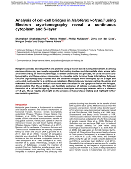 Analysis of Cell-Cell Bridges in Haloferax Volcanii Using Electron Cryo-Tomography Reveal a Continuous Cytoplasm and S-Layer