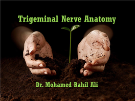 Trigeminal Nerve Anatomy