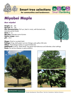 Miyabei Maple Acer Miyabei