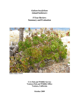 Galium Buxifolium (Island Bedstraw) 5-Year Review