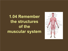 Muscular System Essential Question