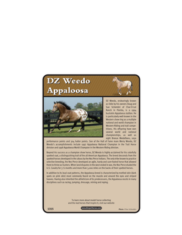 DZ Weedo Appaloosa DZ Weedo Appaloosa