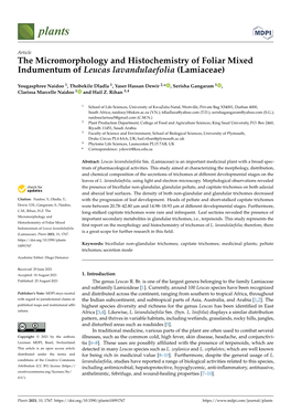 The Micromorphology and Histochemistry of Foliar Mixed Indumentum of Leucas Lavandulaefolia (Lamiaceae)