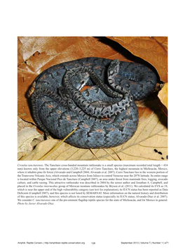 Crotalus Tancitarensis. the Tancítaro Cross-Banded Mountain Rattlesnake