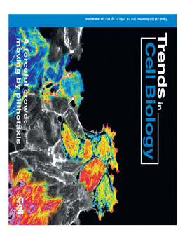 Plithotaxis and Emergent Dynamics in Collective Cellular Migration