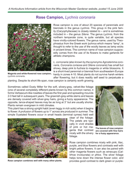 Rose Campion, Lychnis Coronaria